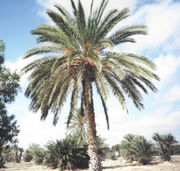 Dattelpalmen auf Djerba